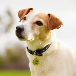 Disney Critters Dog Collar -Disney 6504048310005M 2